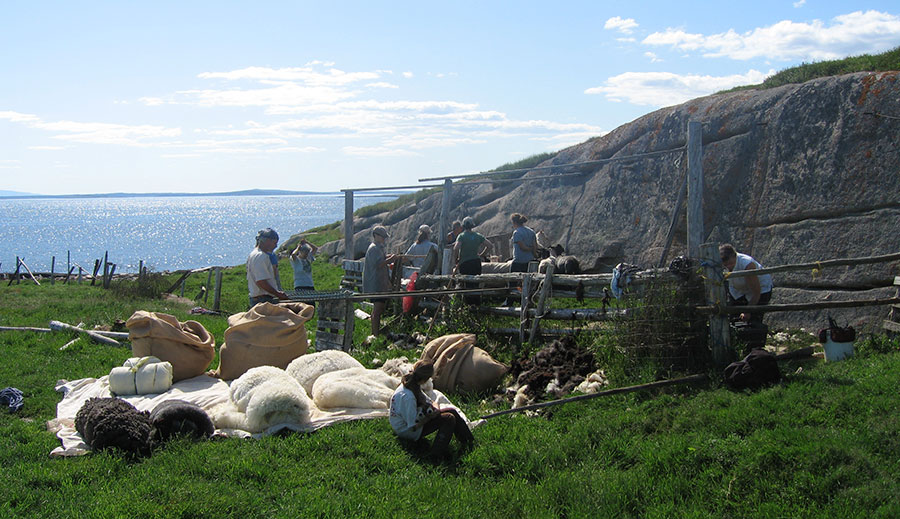 Shearing sheep on Flat Island, Maine
